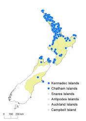 Adiantum fulvum distribution map based on databased records at AK, CHR & WELT.
 Image: K.Boardman © Landcare Research 2020 CC BY 4.0